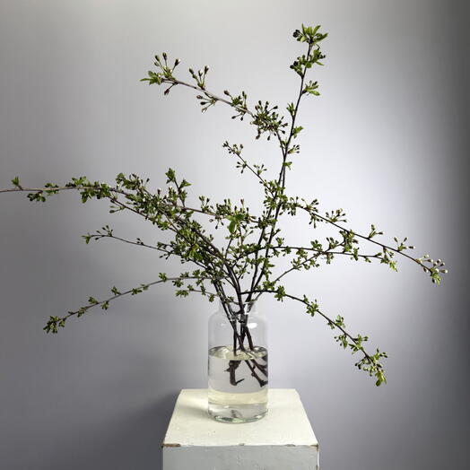 Ветки цветущие вишня