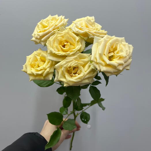 Роза кустовая Salinero