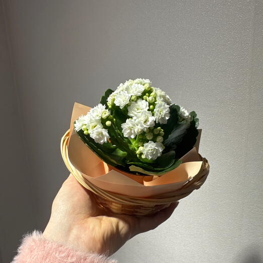 Каланхоэ в корзинке