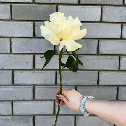 Ажурная Роза белая Мондиаль