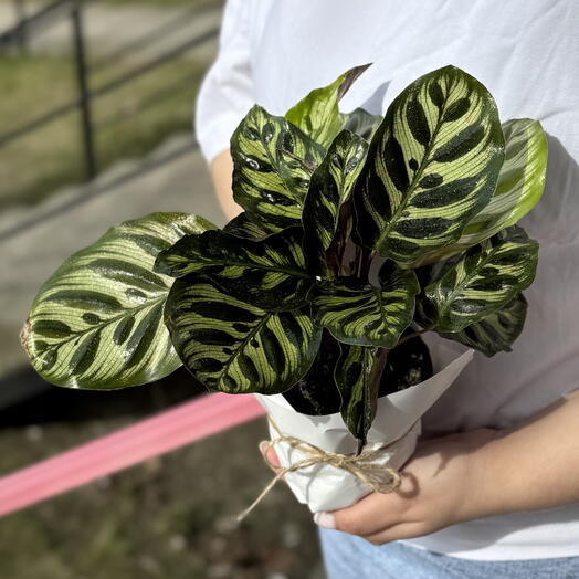 Калатея