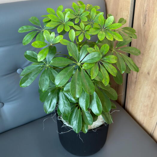 Шеффлера в кашпо 🌿