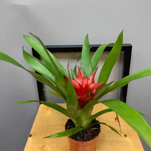 Гузмания (Guzmania)
