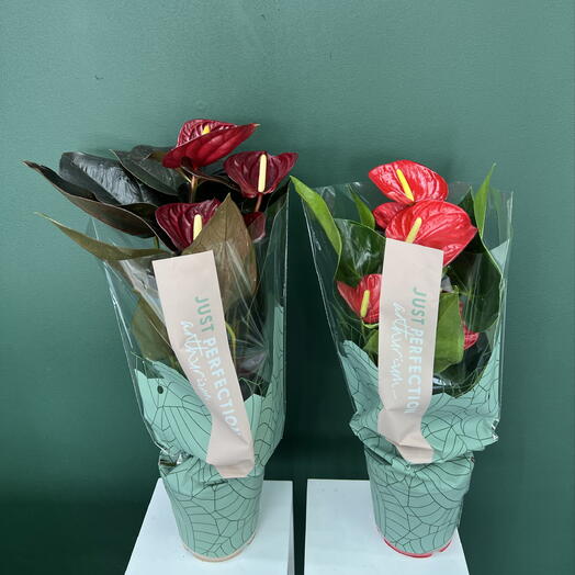 Антуриум 2 шт