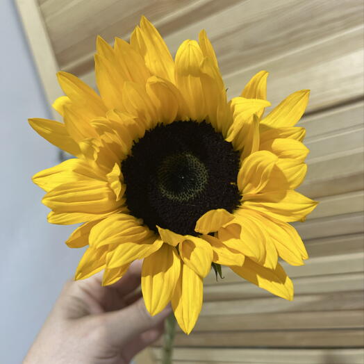 Подсолнух 🌻