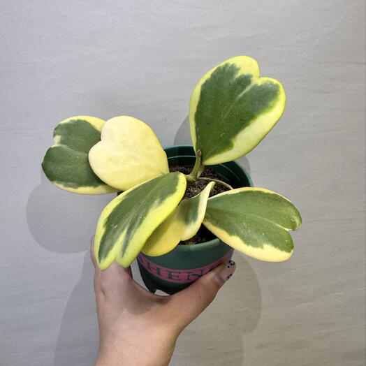 Хойя Керри вариегатная 💛🌿