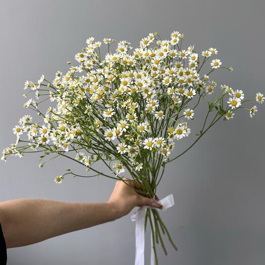 Монобукет из 7 веток ромашки без упаковки 🌼