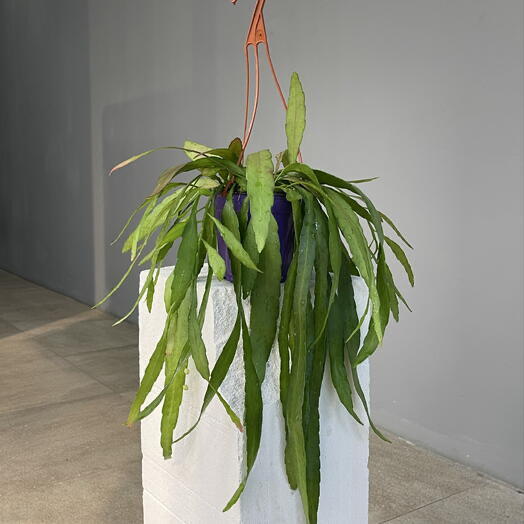 RHIPSALIS  RED CORAL рипсалис рэд корал ампельный подвесной