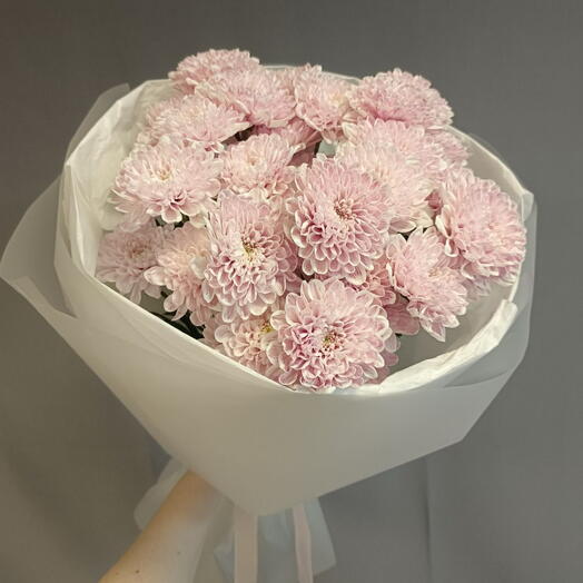 Chrysanthemum Cloud