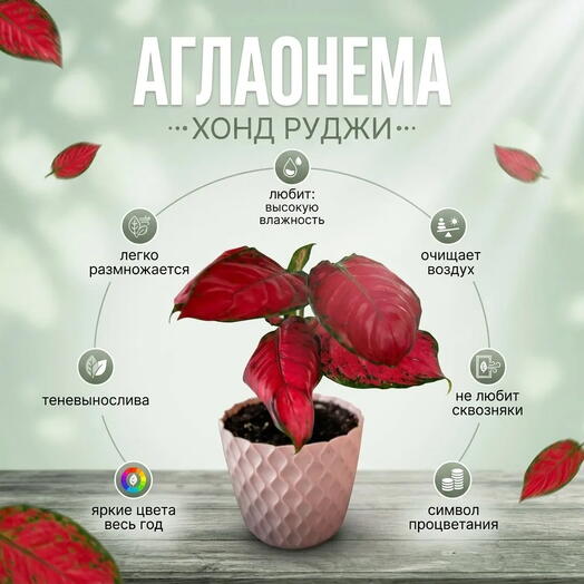 Аглаонема Хонд Руджи