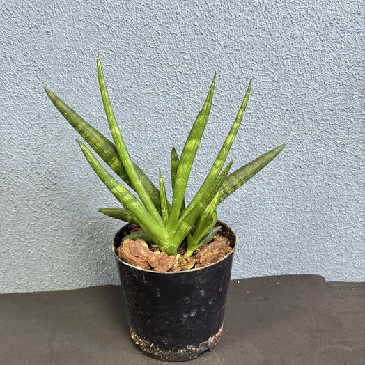 Сансевиерия Boncellensis 🪷