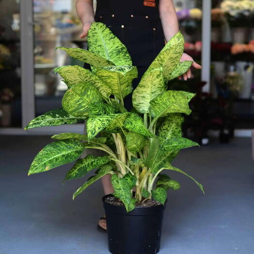 Диффенбахия «Марс» (Dieffenbachia maculata ‘Mars )