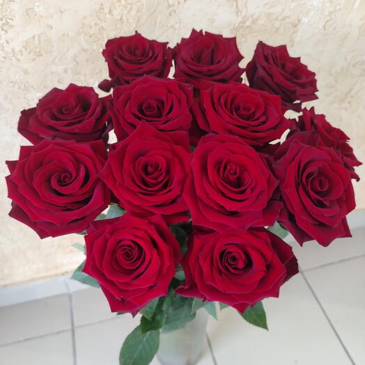 Rosa"Explorer"