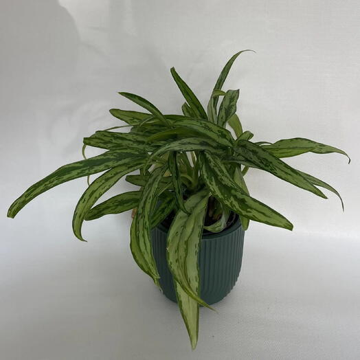Аглаонема Кутласс (Aglaonema Cutlass)