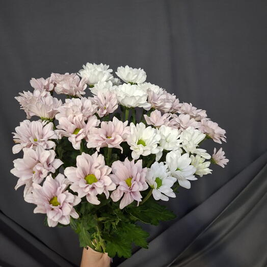 Букет из 5 цветных кустовых хризантем