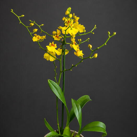 Орхидея Oncidium