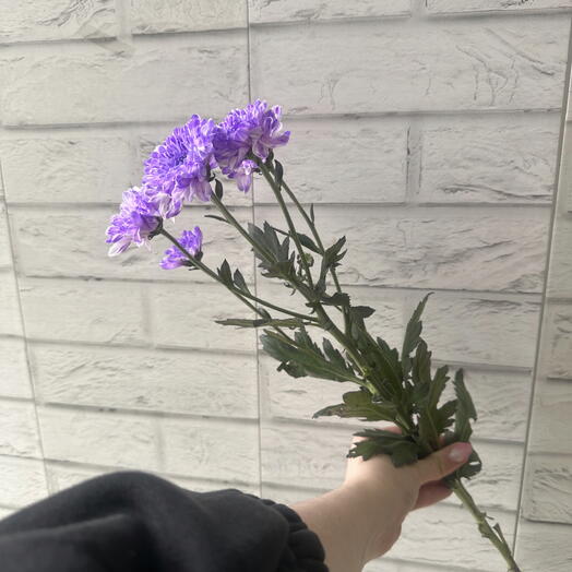 Хризантема кустовая фиолетовая