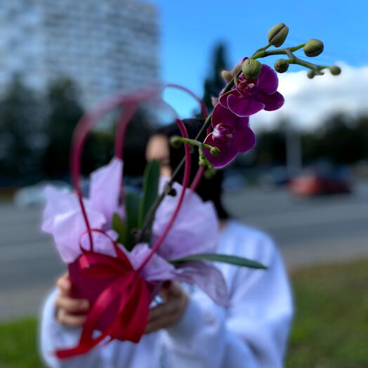 Цветущая Орхидея в горшке