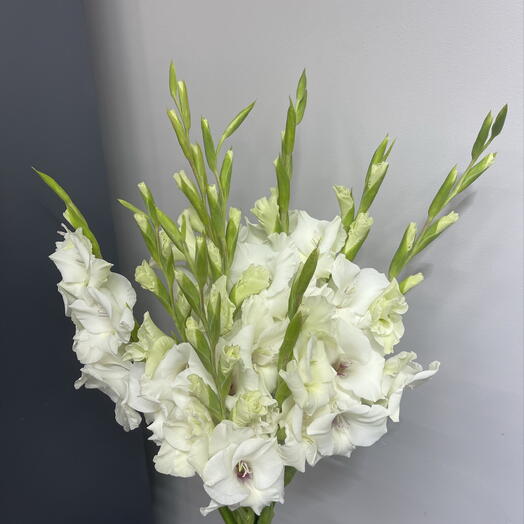 Букет из 9 белых гладиолусов / a bouquet of 9 white gladioli