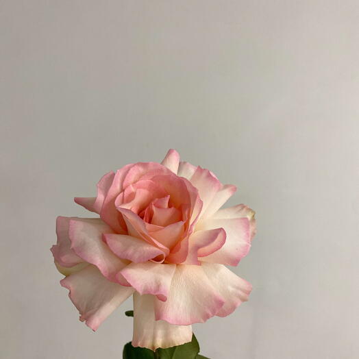 Eto_po_lyubvi.House flowers.
