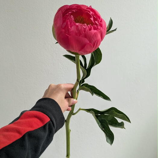 Coral Charm peony