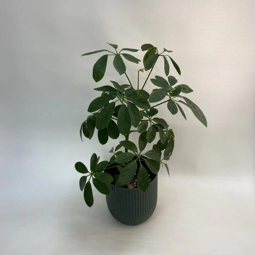 Шефлера древовидная Люсиан / Schefflera arboricola Luseane