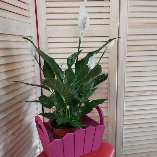 Spathiphyllum