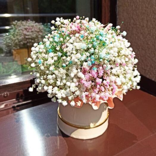 Gypsophila in a hatbox
