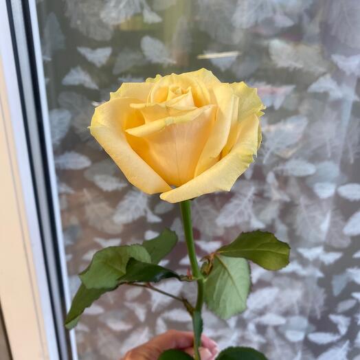 Rosa Peach 60cm