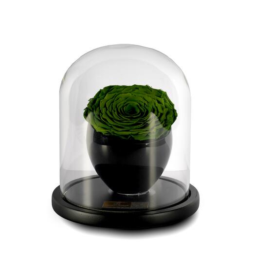 Emerald Green Preserved Roses in crystal vase Single