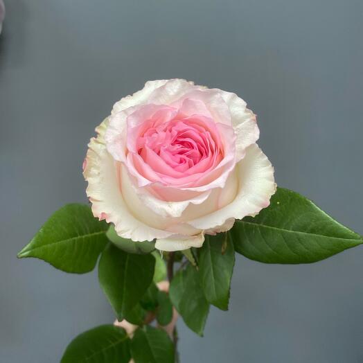 Rosa Peonía