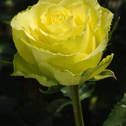 Грин гене 80