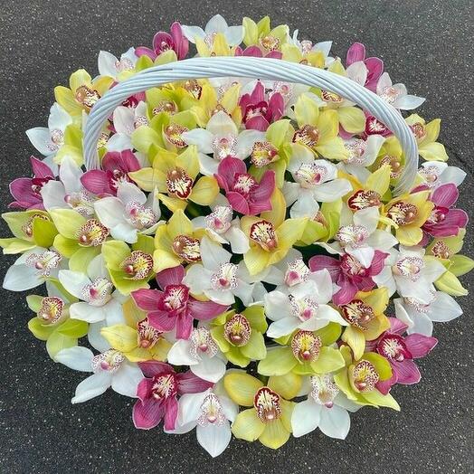 Basket of 51 orchids