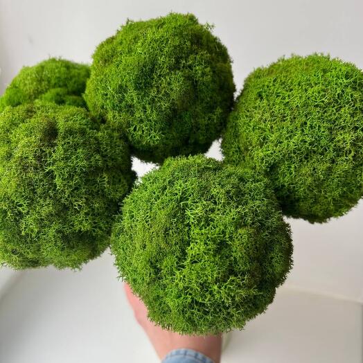 Букет из 5шт. зелёных шаров натурального стабилизированного мха 🌳