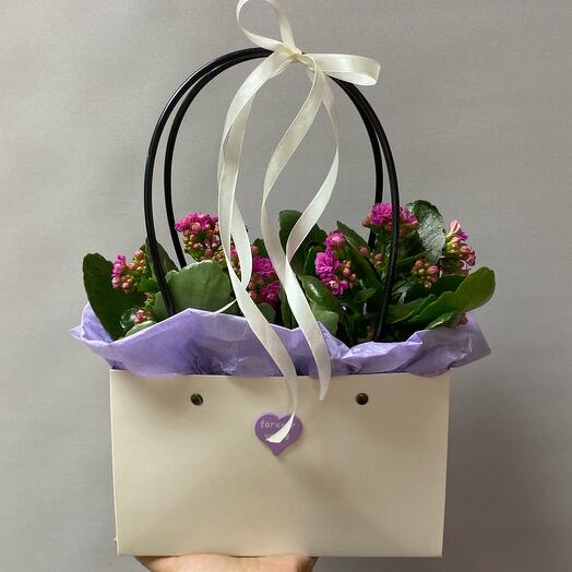 Комнатное растение каланхоэ 2