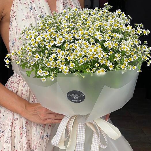 Fragrant chamomile