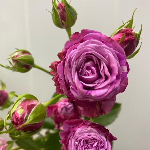 Bush rose "Lady Bombastic" 60 cm