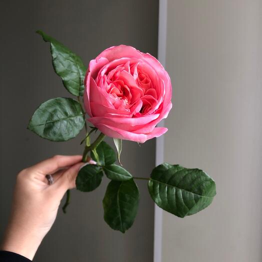 Peony-shaped roses