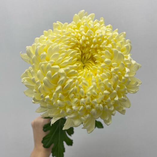 Хризантема Крымская нежно-желтая