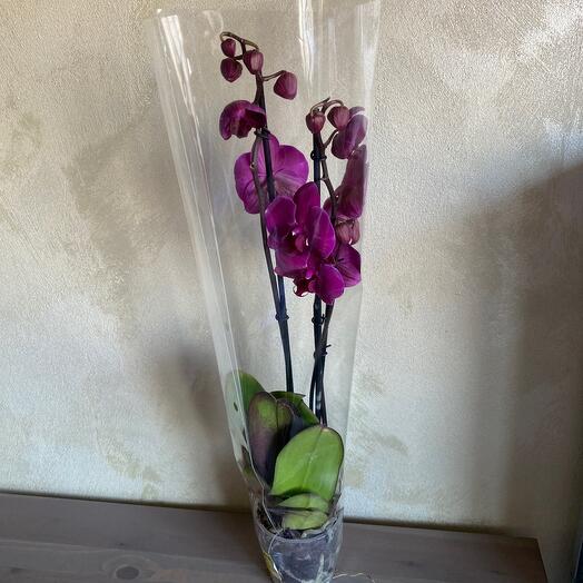 Phalaenopsis orchidae