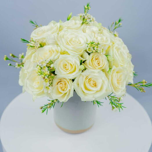 White rose in vase