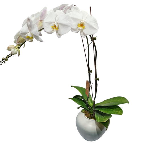 Orchidea Bianca