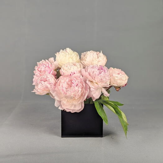 Peony Love