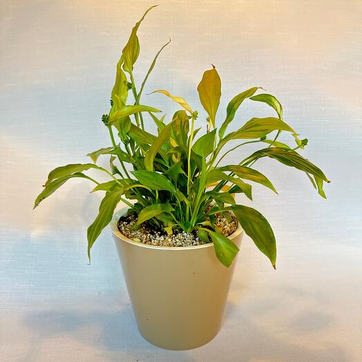 Спатифиллум L  Чопин. Спатифиллум Чопин Шопен, женское счастье