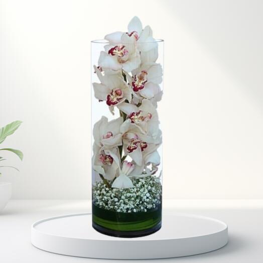 Long White Cymbidium