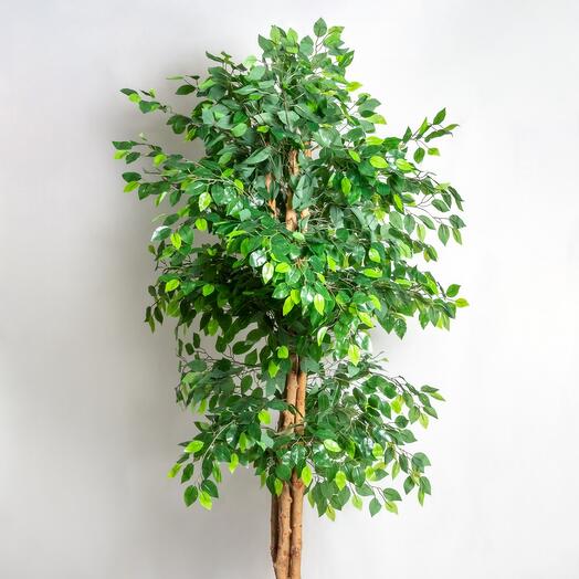 Фикус декоративный