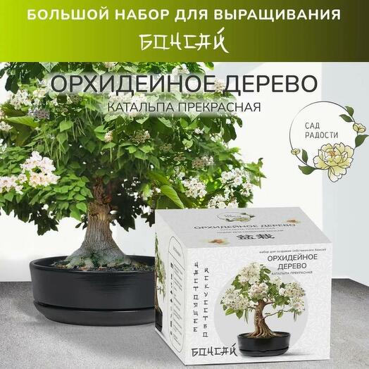 Большой набор для выращивания бонсай Катальпа орхидейное дерево