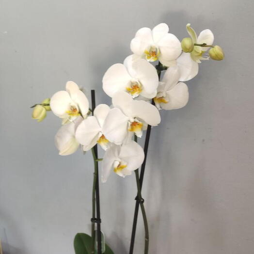Orquídea Phalaenopsis blanca 🪴 🌺 🍀 (2 troncos, 50-60 cm). ¡las flores de interior siempre alegran! =)