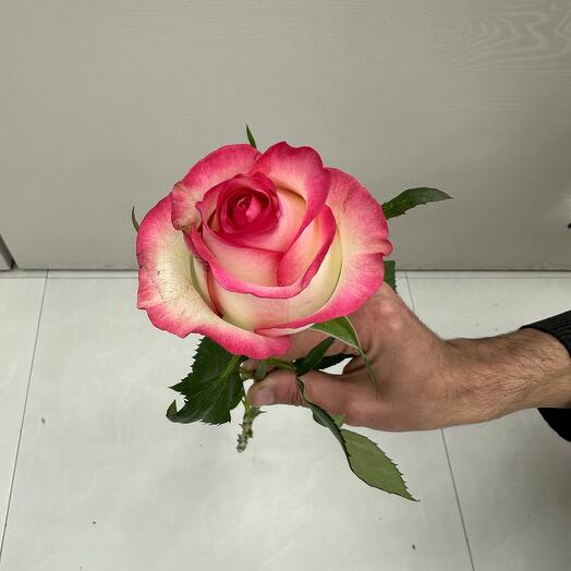 Роза Джумиля