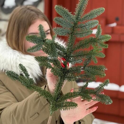 1 Лапа Нобилиса "S"